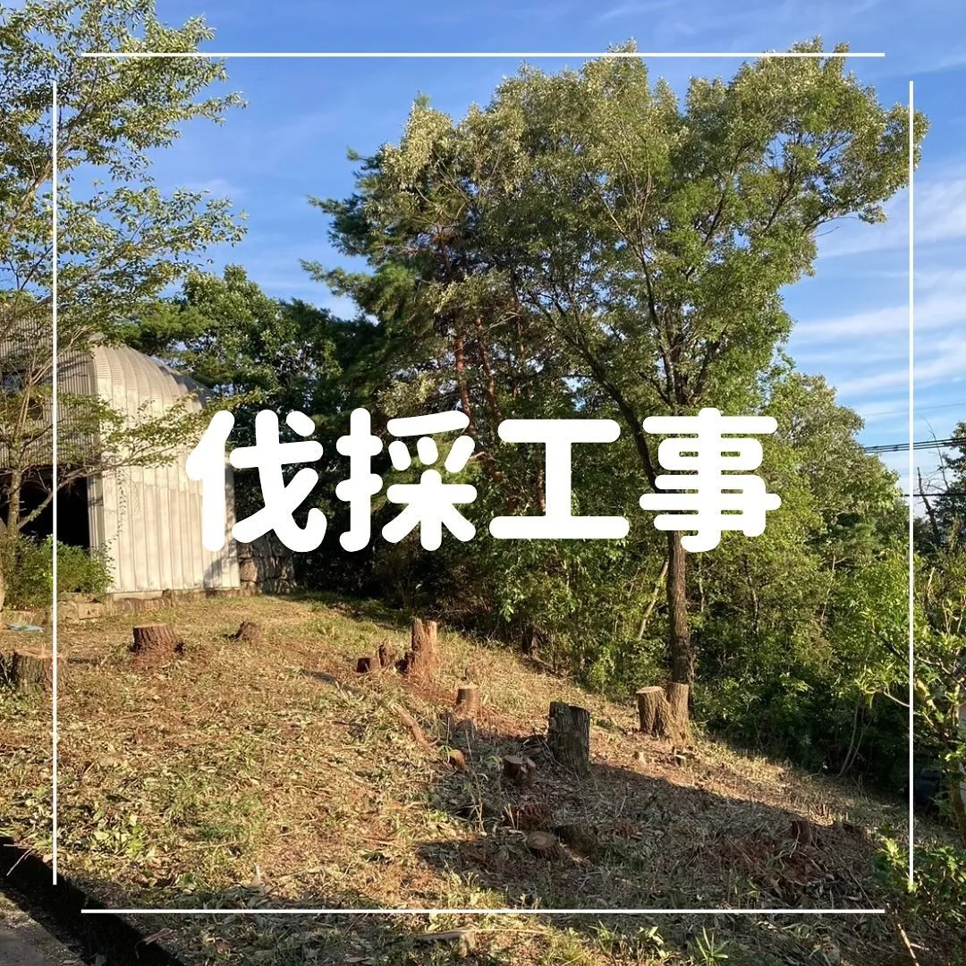 雑木林伐採工事🌳